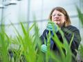 Bayerâ€™s Jennifer Riggs checks how corn responds to a seed treatment with an enzyme that increases microbial activity around the root, Image by Charles L. Harris / Bayer Ag